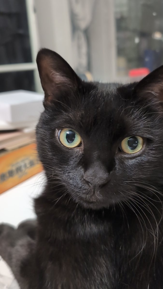 blackCat tweet media
