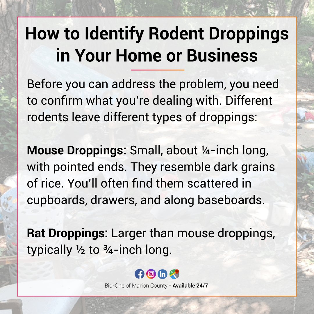 BioOneIndy's tweet photo. While the rodents themselves are a nuisance, their droppings carry silent risks that can affect the health of your family long after the pests are gone.

📰: https://t.co/SY5r7Bvd6s

🌐 https://t.co/n827QBzdzO
📧 info@BioOneMarionCounty.com

#bioone #bioonemarioncounty #blog https://t.co/wGJScG8XeU
