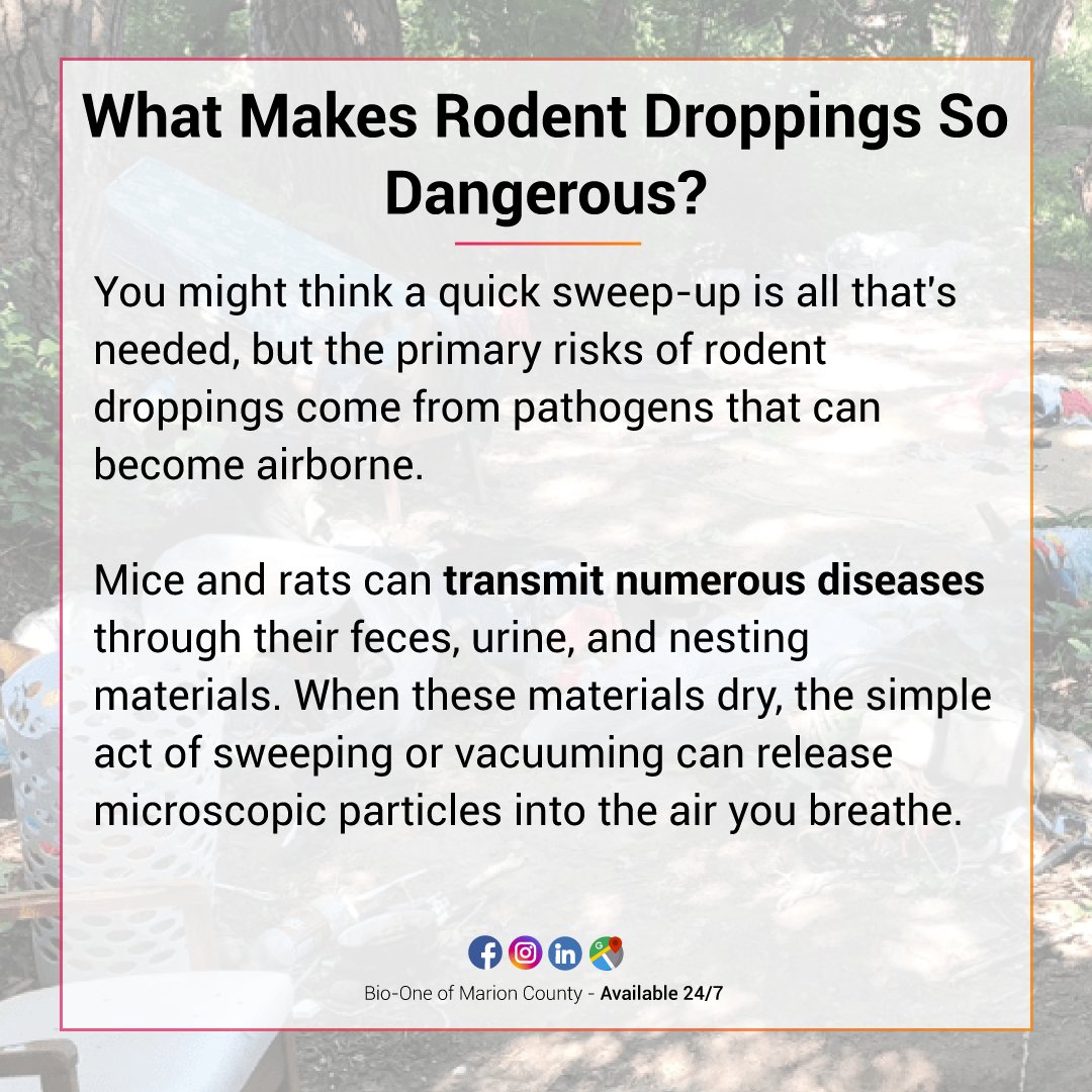 BioOneIndy's tweet photo. While the rodents themselves are a nuisance, their droppings carry silent risks that can affect the health of your family long after the pests are gone.

📰: https://t.co/SY5r7Bvd6s

🌐 https://t.co/n827QBzdzO
📧 info@BioOneMarionCounty.com

#bioone #bioonemarioncounty #blog https://t.co/wGJScG8XeU