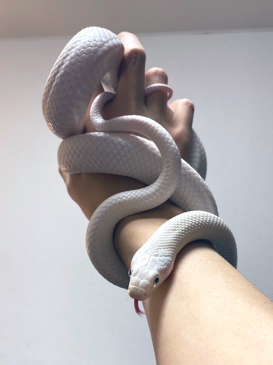 Nell_python's tweet image. 最近ボールにハマってたけど、そういえばナミヘビも飼ってた
ブラックラットスネークリューシ
白蛇はやっぱり1番綺麗