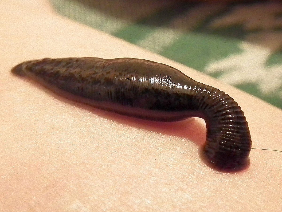 forgottenwarpod's tweet photo. The jungle was a relentless enemy. Lambert’s party faced starvation, monsoon rains, and illness, with Lambert himself battling a 103° fever. And the leeches? A Chinese colonel's "main interest in life seems to be leeches which are putting the wind up him". #ForgottenWar https://t.co/cDT3XHdDJJ