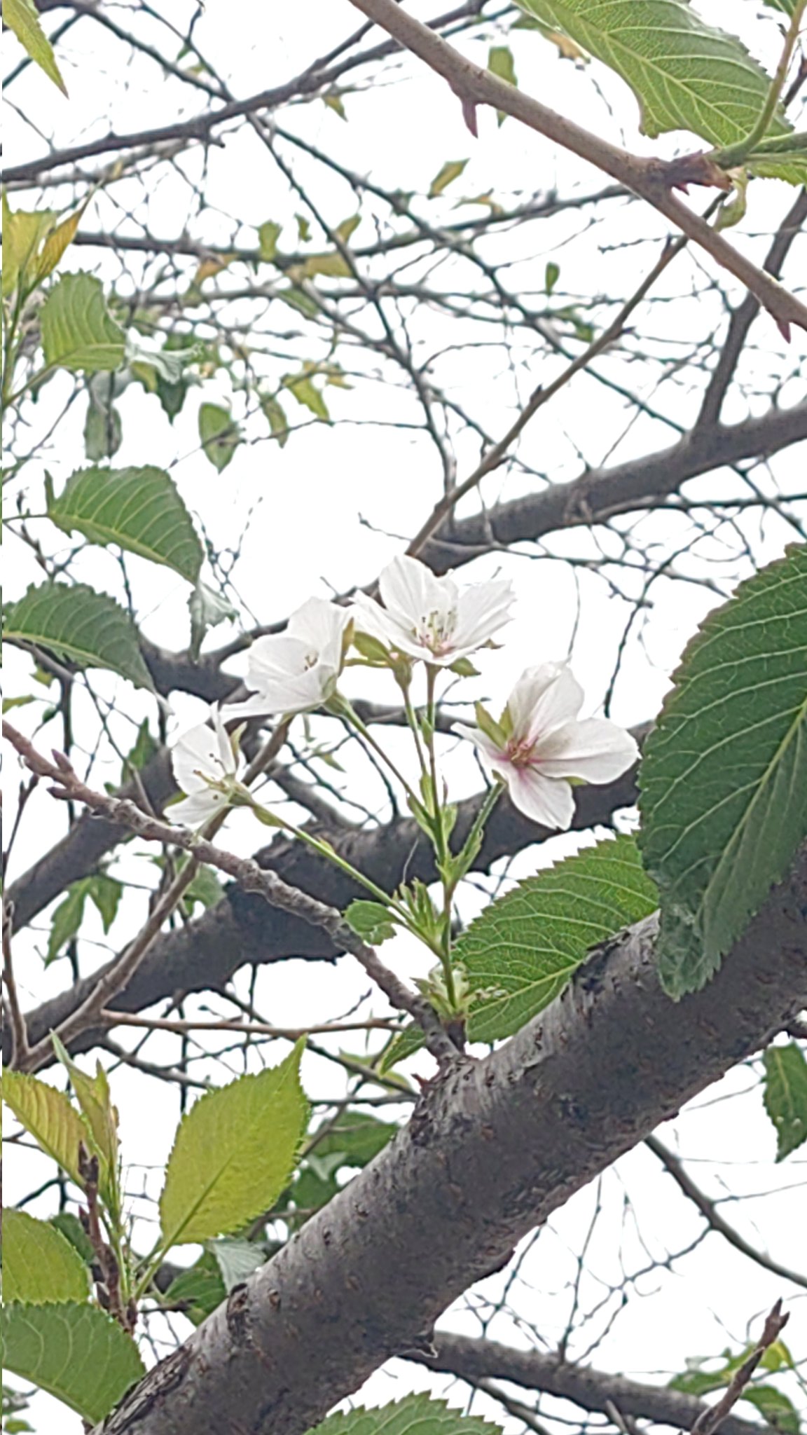 あさひ🌈🌸🐉龍神様と共に生きる🌸 on X: 