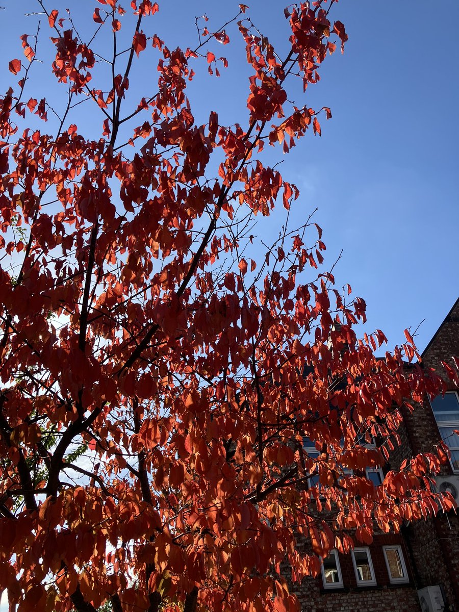 AyresomePrimary's tweet photo. We are so blessed with our outdoor spaces π
Both staff and children are taking every opportunity to love eh the seasonal changes and utilise our outdoor spaces beautifully π
@AdAstraTrust
@OPALNorthEast
@OpalCic
@NewbyLeisureLtd
#supportinghealth https://t.co/rmXc032MtE