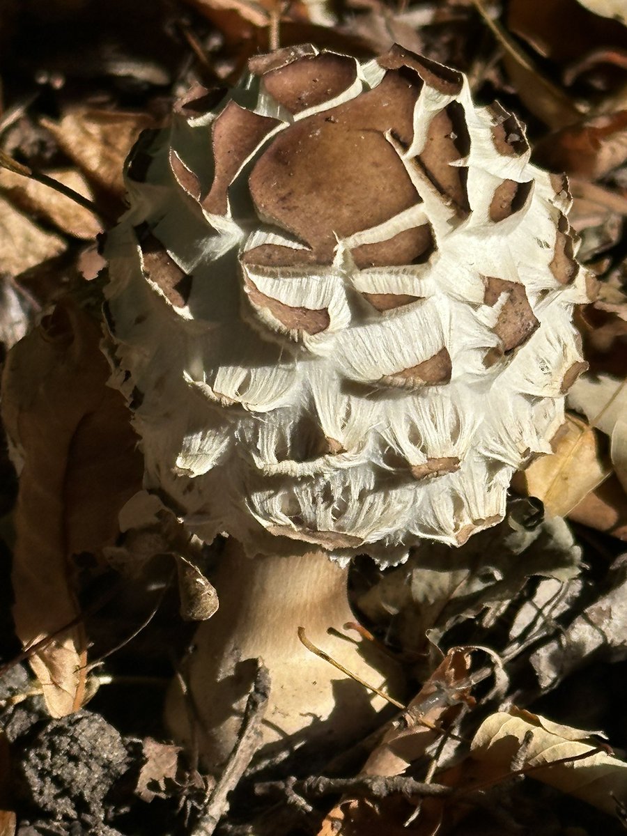 tudorfoodrecipe's tweet photo. Any #mycologists here who could ID this mushroom for me please? Possibly from the macrolepiota procera species? https://t.co/L6jjdFDt8u