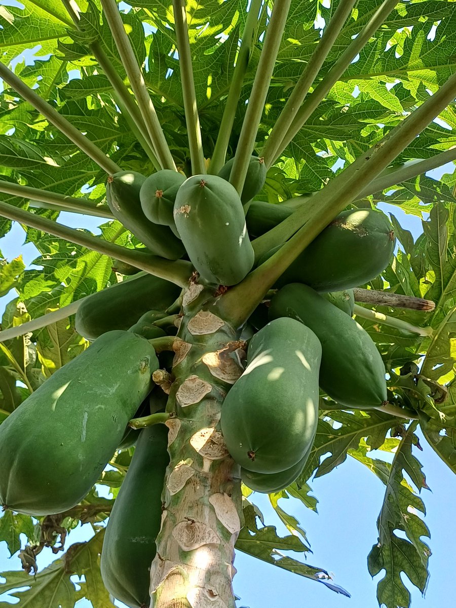 Discover the Delightful Papaya — มะละกอ (ma-la-gaw) — Carica papaya huahinservices.blogspot.com/2023/11/papaya…