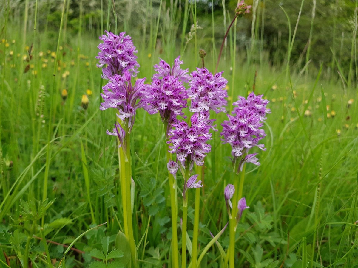 Biologische Schutzgemeinschaft tweet media