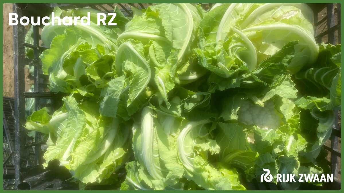Bouchard RZ

Πολύ καλή κάλυψη κεφαλής,μέσο βάρος 1,8kg
Όρθια ανάπτυξη,κατάλληλο και για την βιομηχανία
Υψηλές αποδόσεις με ομοιόμορφες κεφαλές
Πολύ καλή συμπεριφορά στην αλτερνάρια
Κατάλληλο για φύτευση αργά το καλοκαίρι και το φθινόπωρο
Κύκλος μετά τη μεταφύτευση 85-105 ημέρες