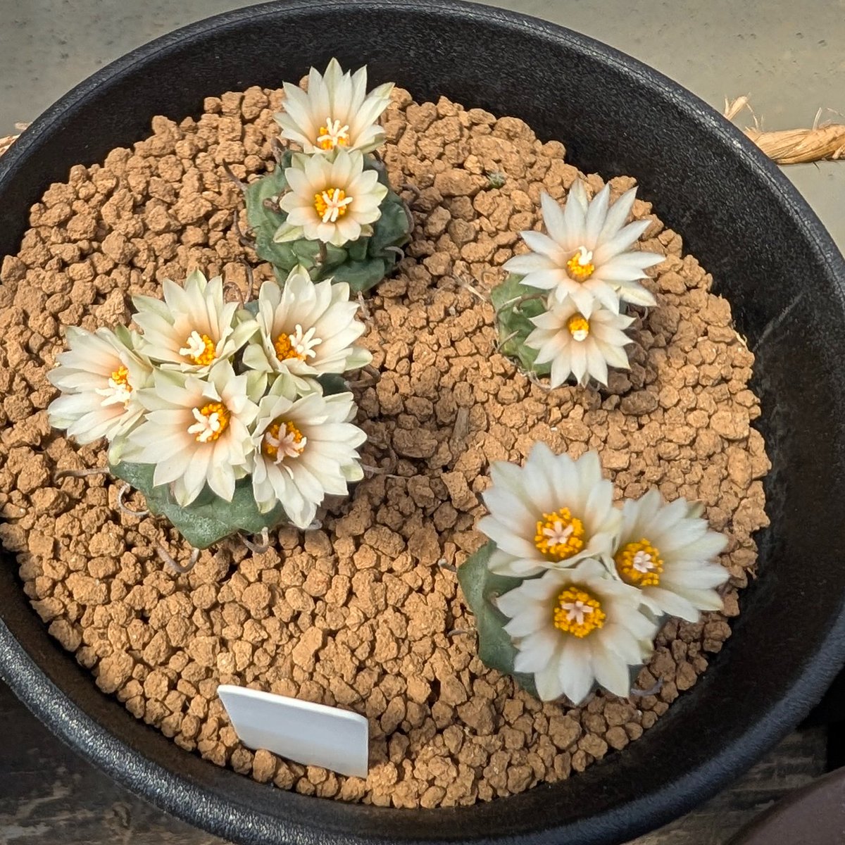 Kagayakuitadaki's tweet photo. ツルビニカルプスがよく咲いてる
一枚目はハイブリッドだからか花の一部にピンク色で綺麗 https://t.co/UcVzPnjZvS