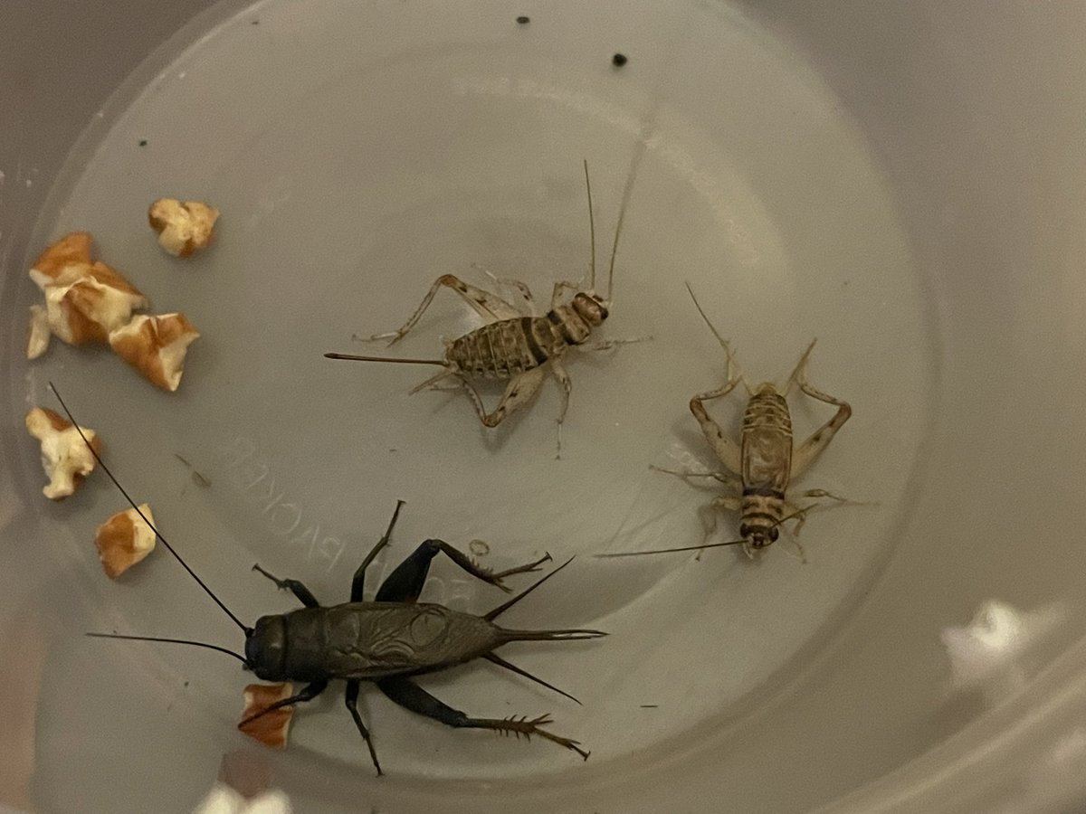 TheKyleSung's tweet photo. A large black field cricket with 2 banded crickets #entomology #natgeo https://t.co/o04d6lwbGb