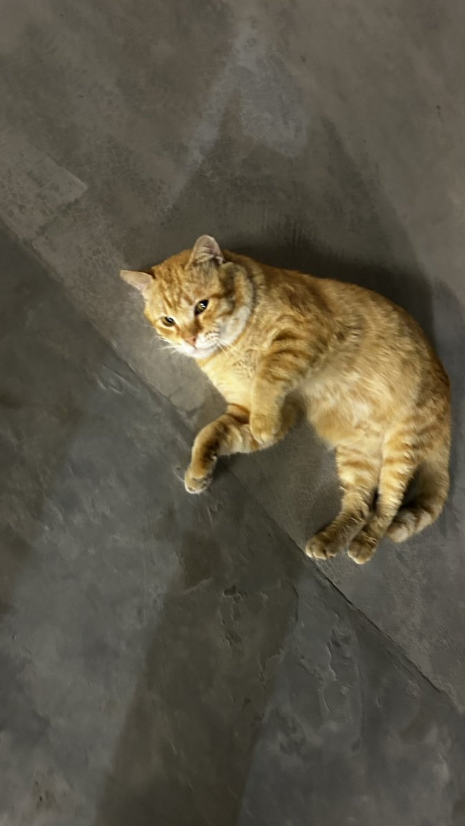 lilythecat2019's tweet photo. @warnabilla Maaf mencelah 
Garfield been looking forever home since last year. But seems no one wants to adopt sebab hes a snior cat maybe

Garfield hidup kat parking, kadang flu sebab hujan sejuk. 

If anyone nak adopt Garfield please hit me up 💕🐈

I tak boleh foster sbb my cat sakit. https://t.co/HSOCLb3OCp