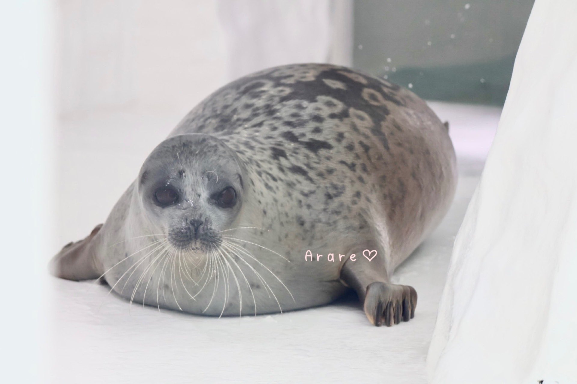 ♡アラレおまとめページ♡ あざまる on X: 