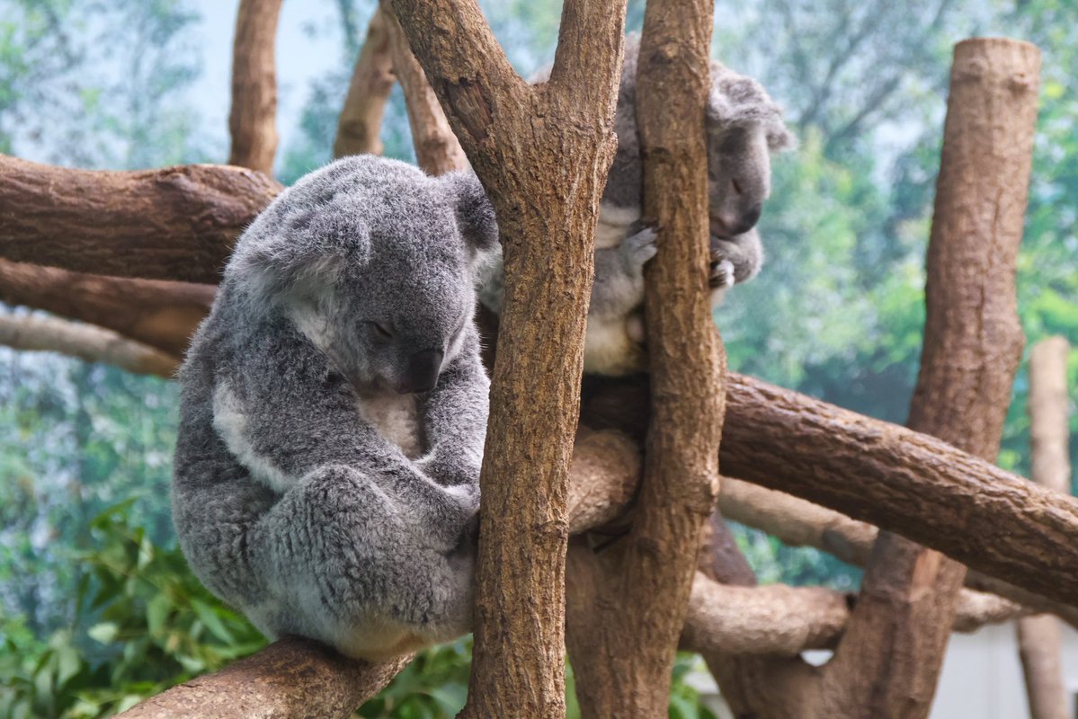 love2koala's tweet image. 坐禅。それは丁寧な生き方。
#コアラ 
#ツムギ #アース 
#平川動物公園