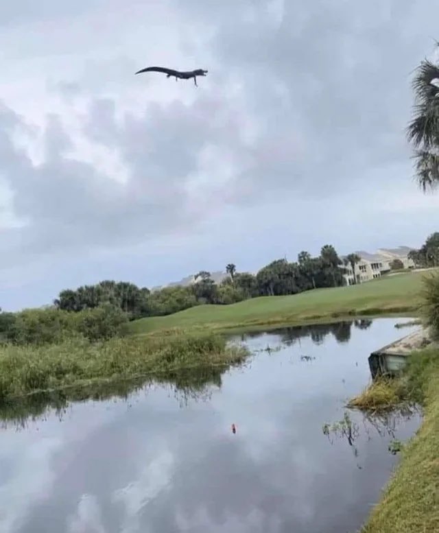 just a typical walk in florida