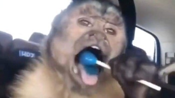 Alejandro_TP25's tweet image. Las feminosas esta temporada.
#LMD7 #LaMasDraga7