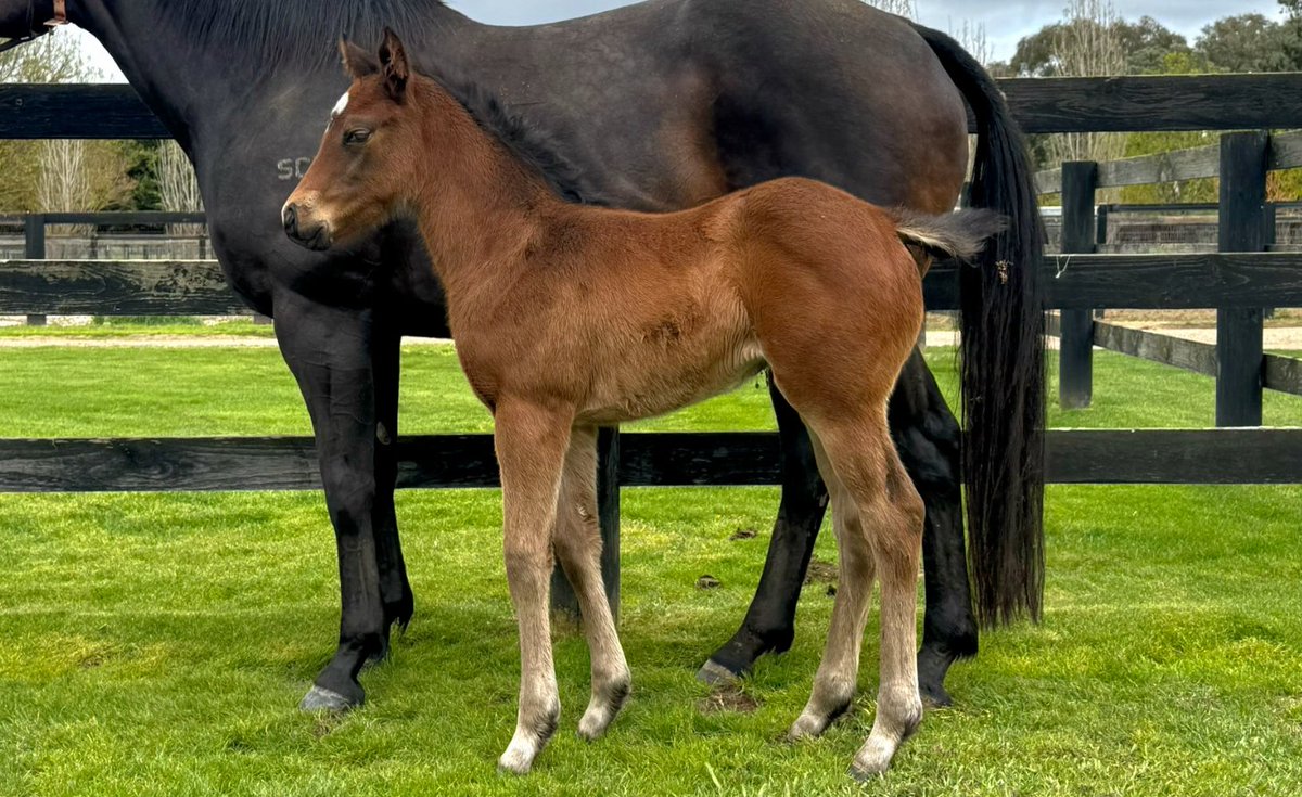 Lofty Strike foals are turning heads at Swettenham Stud! breednet.com.au/news/42083/swe… <a href="/SwettenhamStud/">Swettenham Stud</a> <a href="/vicbreeders/">TBV</a> <a href="/MHeritageTB/">Marcus Heritage</a>