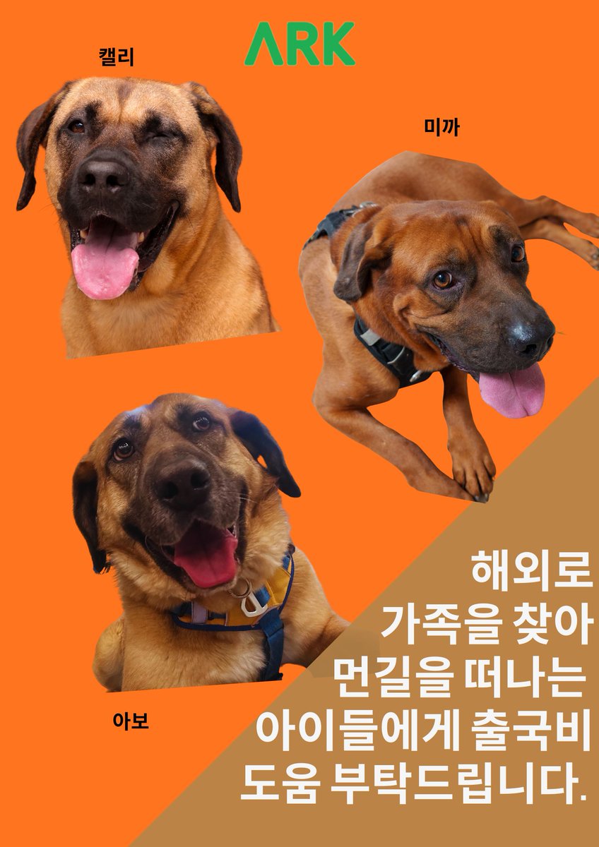 <<출국비 도움 요청>>구조 후 5년의 시간이 지난 후에야 드디어 아이들이 가족을 찾아 출국하게 되었습니다!

🙏10월 2일 파리로 가는 켈리
🙏10월 3일 토론토로 가는 아보
🙏10월 22일 파리로 가는 미까를 위해

큰 아이들인 만큼 아이들 이동비도 두배인지라, 목소리 높여 출국비 도움 요청