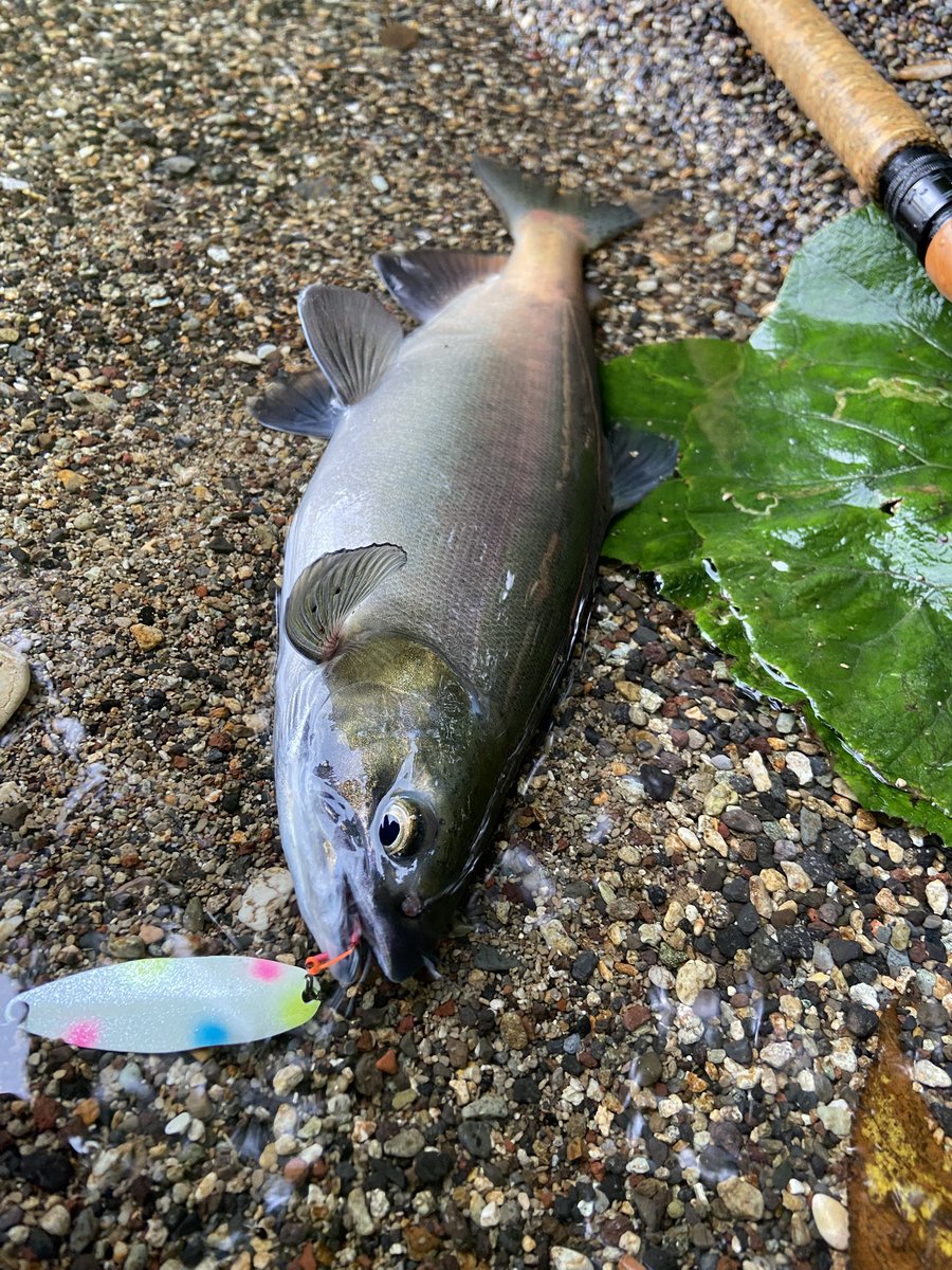 ccp 熊谷ダム　ガラモン無し 楽天市場】ゴムアスルーフィング PカラーEX＋ 1m幅 18m