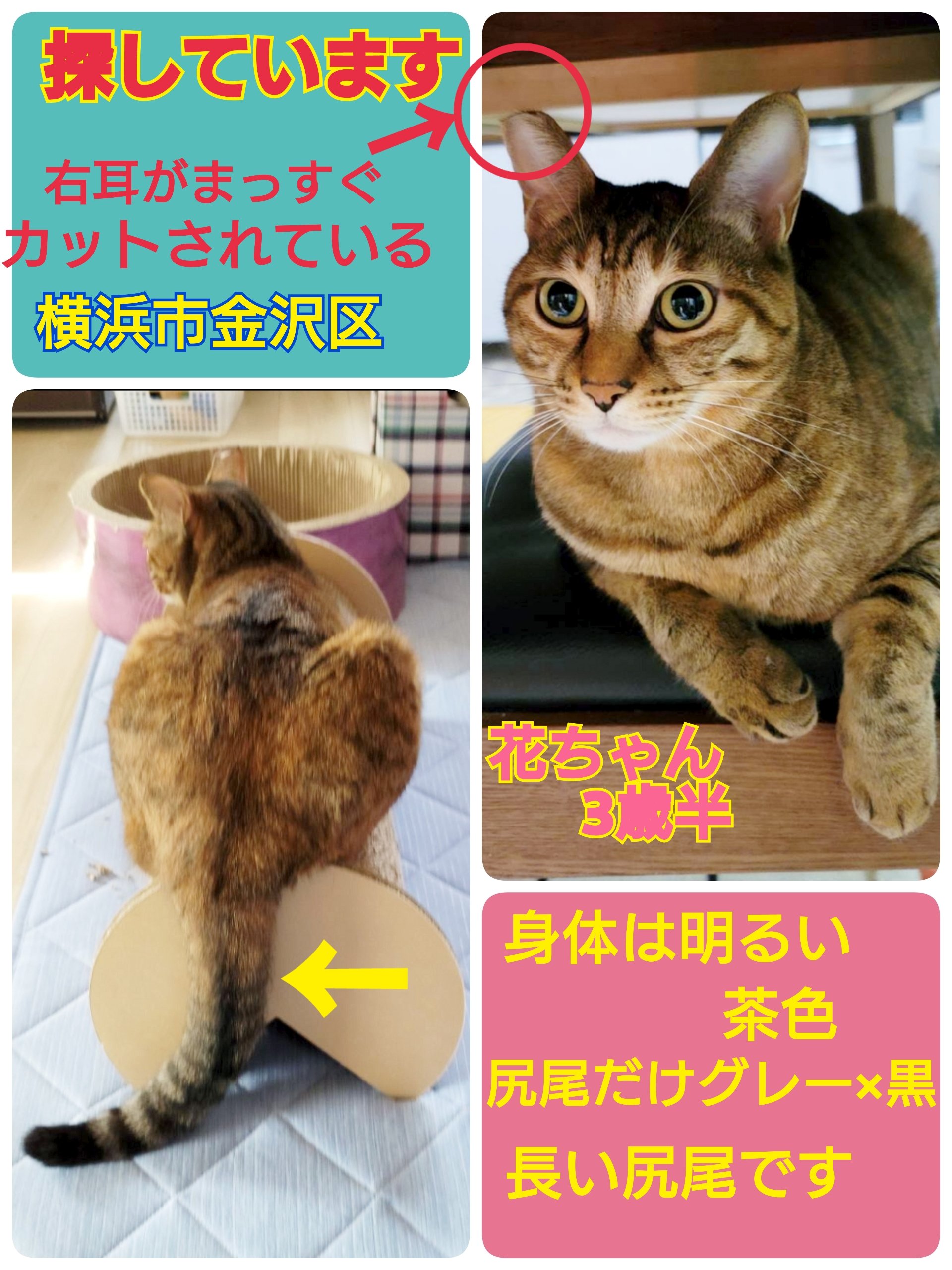桜猫様確認ページ Amazon.co.jp: ゼクス Z/X E47-068 鳳雛§継承 黒崎春日 (RR