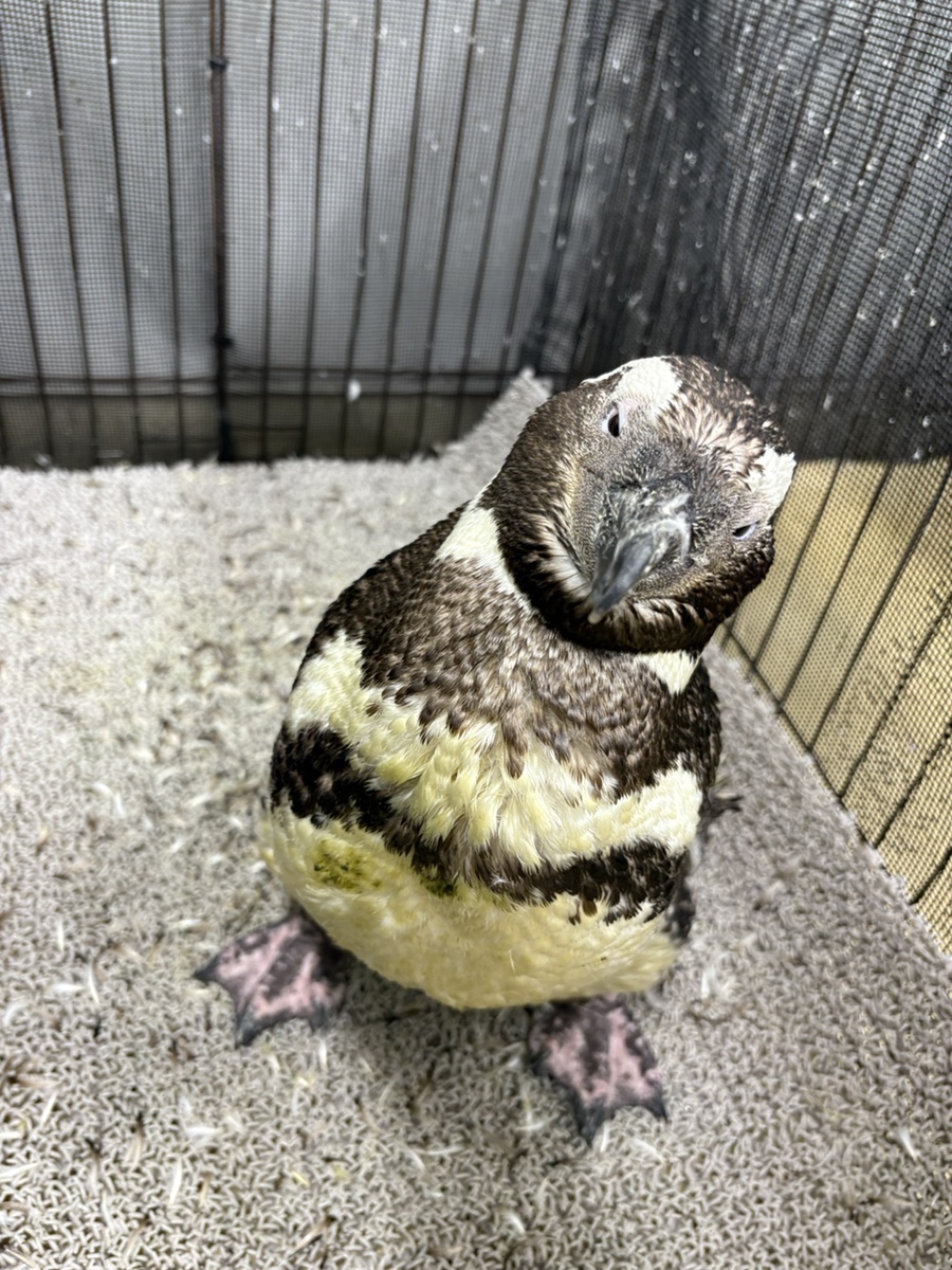 すみだ水族館【公式】 on X