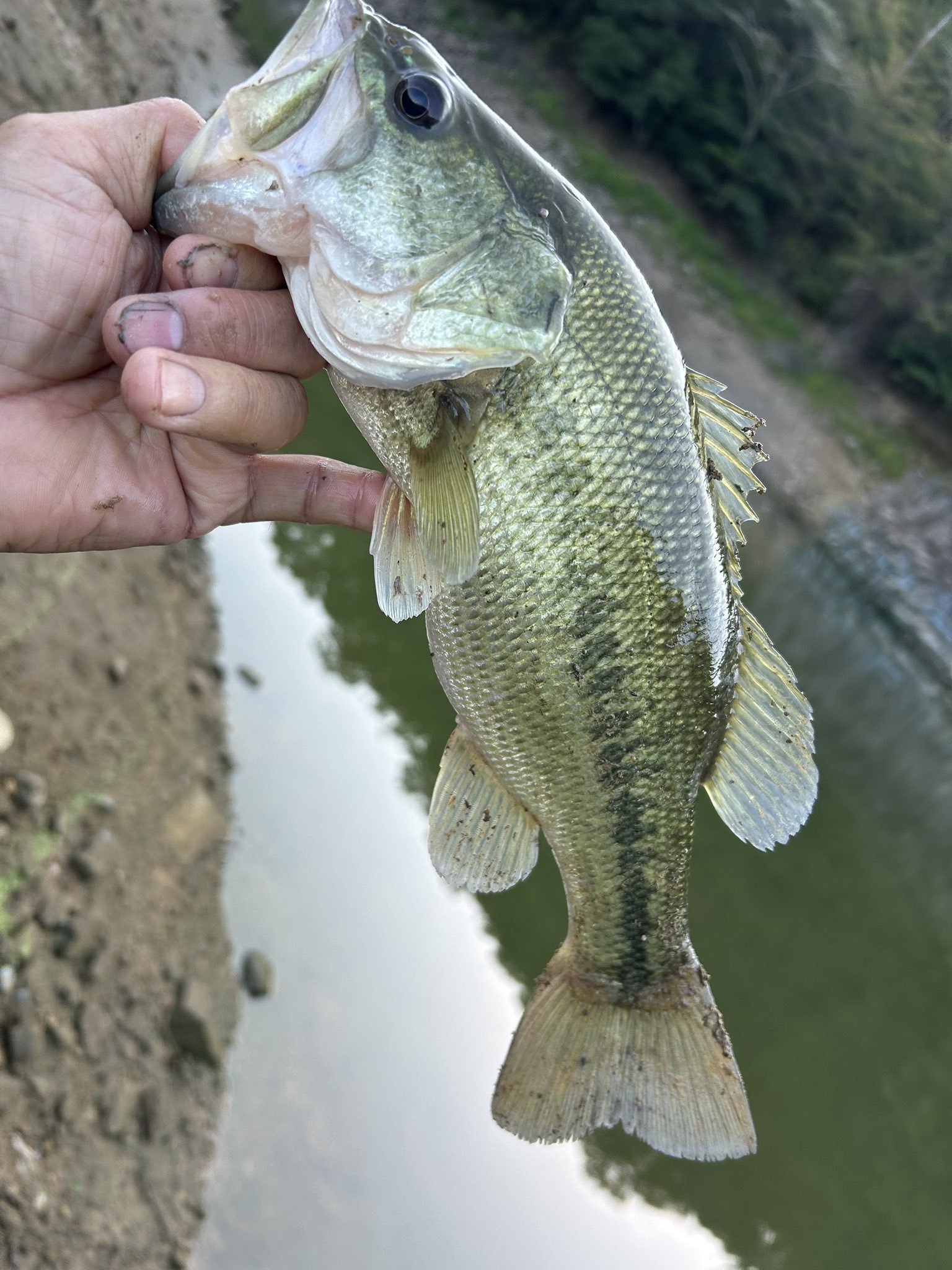 すかページ ZX Spectrum Marketplace Gamble - Issue 3B Repair and Service