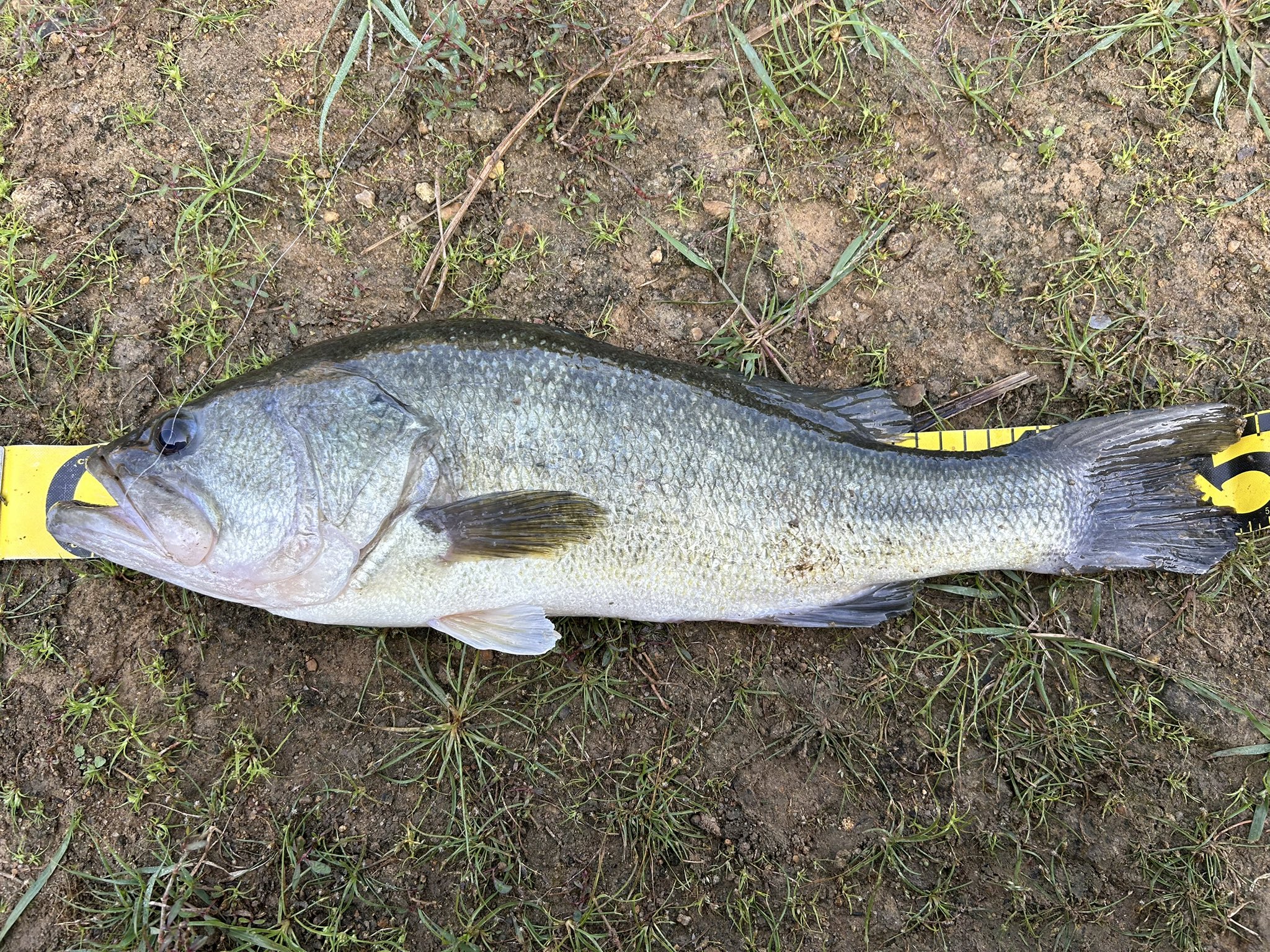 TUCKIN99 (@tuckin99eunos) / X