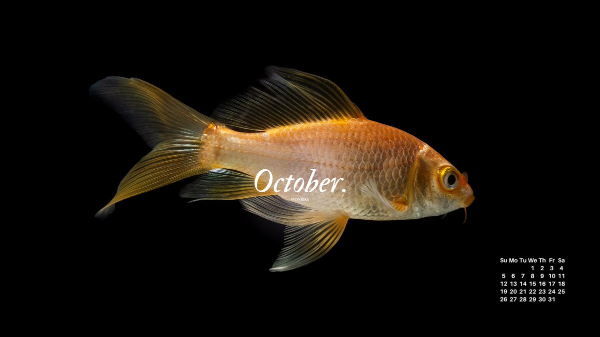 wonrika's tweet image. 🐠 ( 3/4 ) oct wallpapers . .