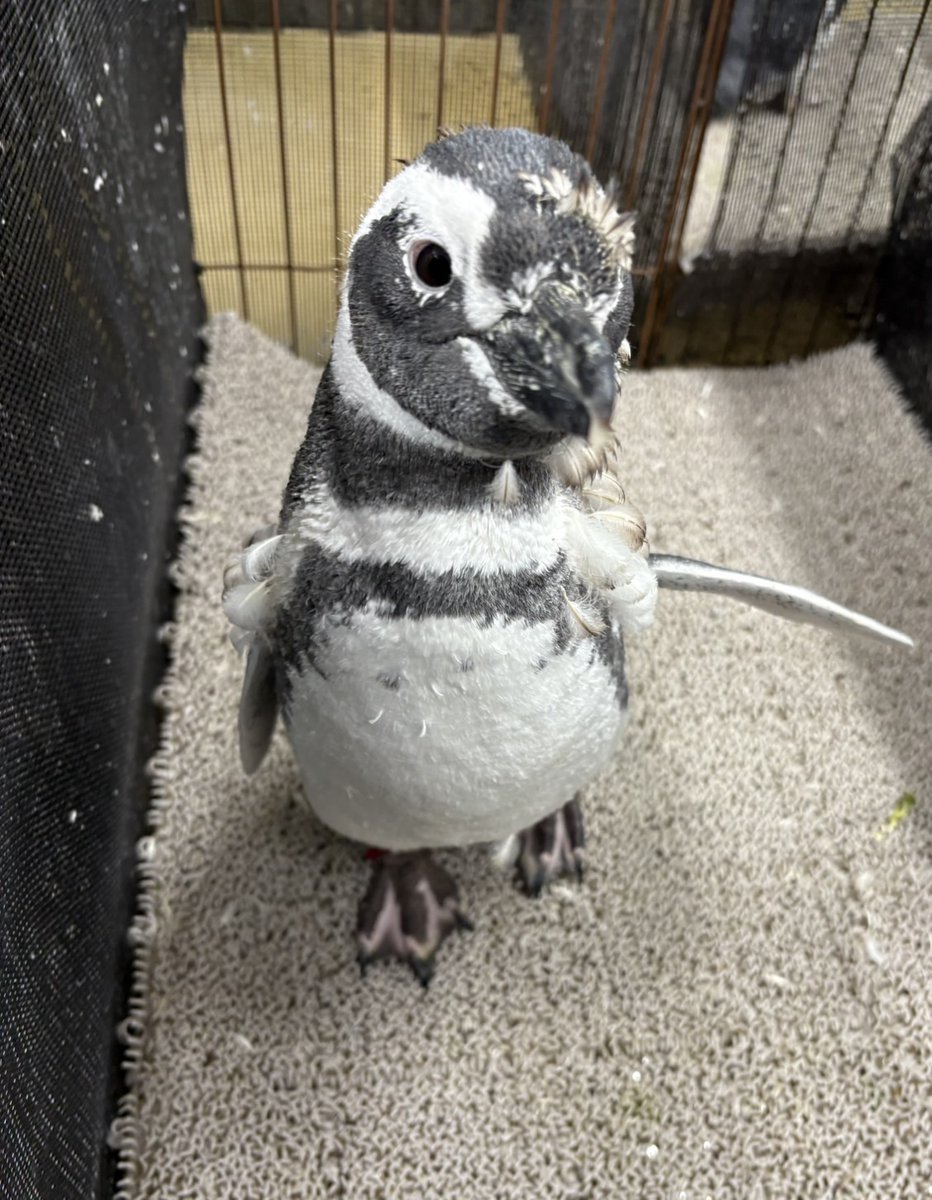 あともうちょっと🪶 ポーズがエレガントなこうめ🐧✨ #すみペン羽コレ