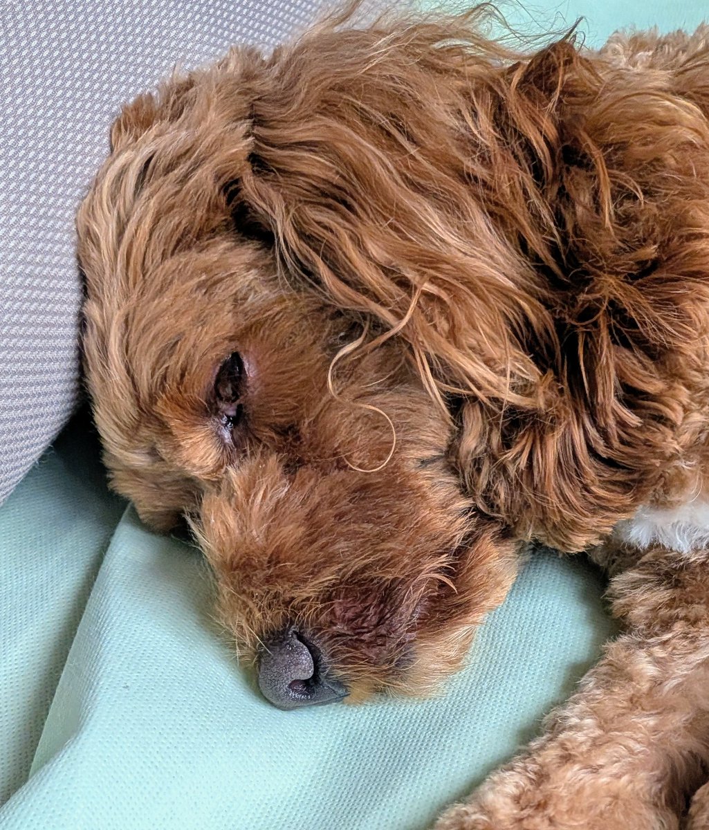 Waffle_Cockapoo's tweet image. ねてる。
面倒臭そうな目ぇしてる…😅
#犬好きさんと繋がりたい
#コッカプー