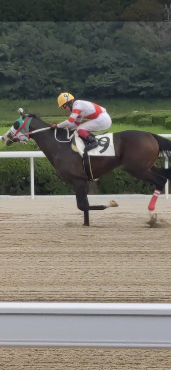 A98812747's tweet image. 昨日は9月最後の佐賀競馬開催に行って来ました😊普段から応援してる馬主さんの馬が２頭出走してたのでその応援に行きました😄こちらは前走からの連勝を見事決めてくれたポンペルモと山下騎手🐴人気にもなってたので、見事人気に応えてくれて良かったです🥇
#佐賀競馬場
#ポンペルモ
#山下裕貴騎手