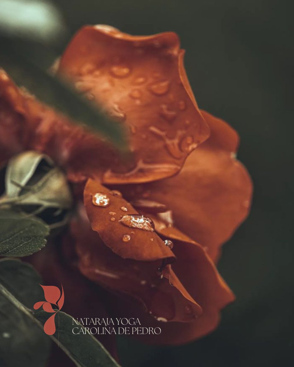 Nataraja #yoga  – Carolina de Pedro
Clases de Yoga Clásico. A partir de 2026 🌷🌱✨

Te invito a seguir la página de mis clases de Yoga : 
instagram.com/natarajayoga.e…

Si te interesa la filosofía y cultura del yoga, así como el trabajo de āsanas que compartiremos en clase, puedes