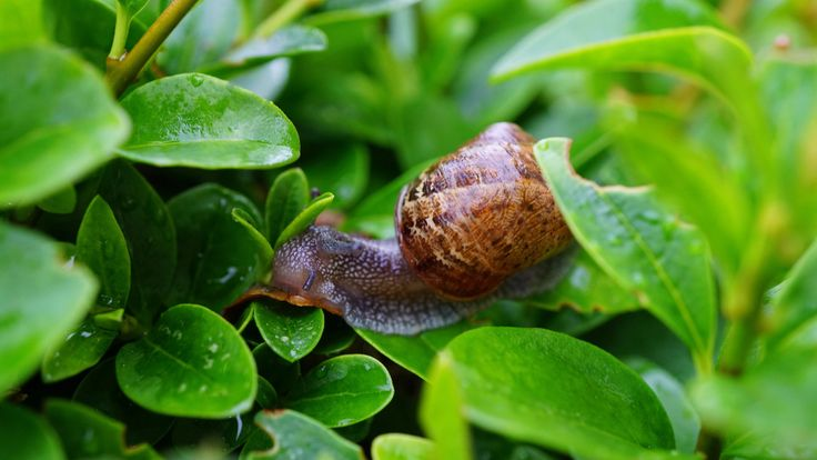 TouristPlacesG's tweet photo. 🐌💨 Snails may feel super slow… but did you know the average snail crawls just 0.03 mph?
At that pace, it’d take nearly a day to cross your backyard! 🌱
Read more fun #SnailFacts here:
🔗 https://t.co/O0qaYP223r

#Nature #FunFact #SlowAndSteady https://t.co/AAygFEMxjB