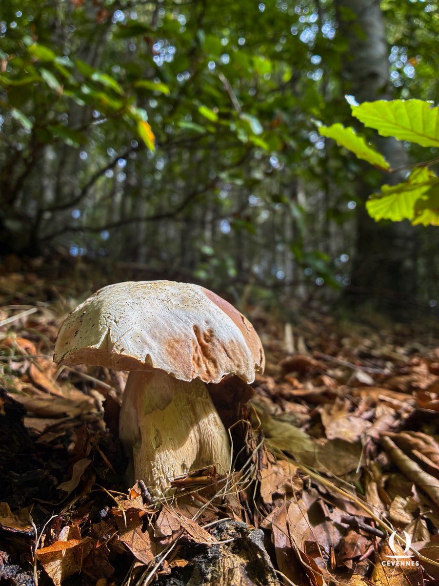 « Brun et doré, sur le talus, 
Tu t'épanouiras en coupole si ronde,
Si large, que la lune en marche - une seconde -
S'arrêtera pour te frôler de son doigt blanc. La nuit
Se fera douce autour de toi, bleue et profonde. »
🍄‍🟫🌱🌳🍂
📖 Sabine Sicaud
📷 Jérémy Latge
🗺️ Mont Aigoual