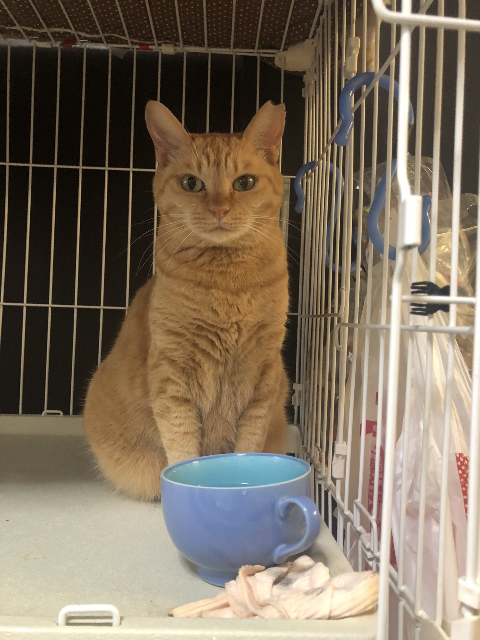 こねこ 楽天市場】＼SALE／財布 レディース 長財布 かわいい ラウンド