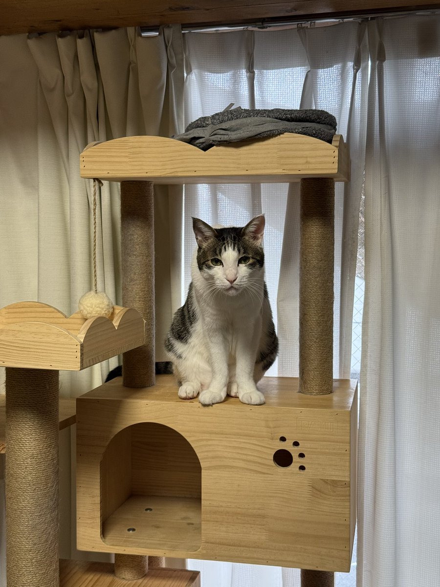 猫千代 0729 カード検索 ｜ Z/X - Zillions of enemy X - ゼクス公式サイト