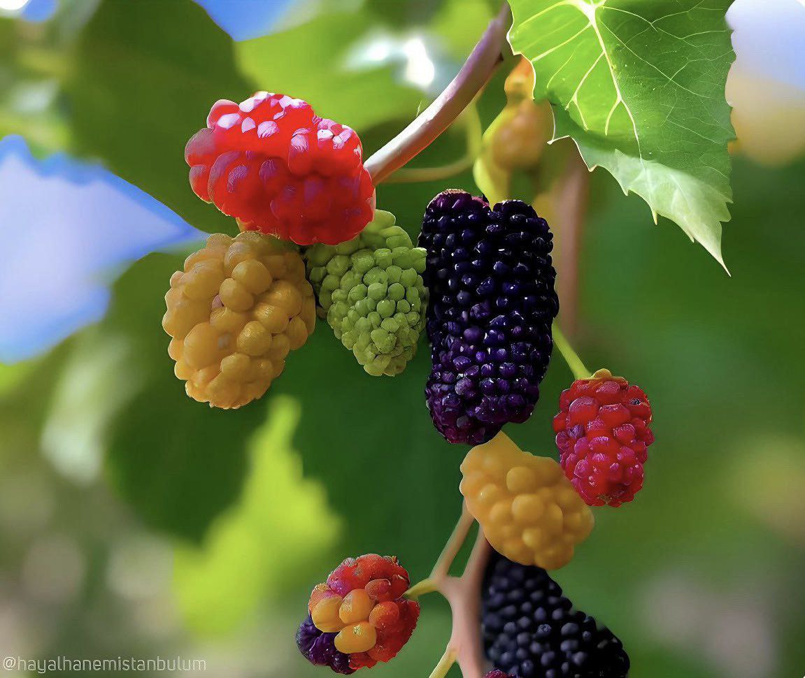 Şimdi bak Allah’ın rahmet eserlerine. 
#HAYIRLISABAHLAR