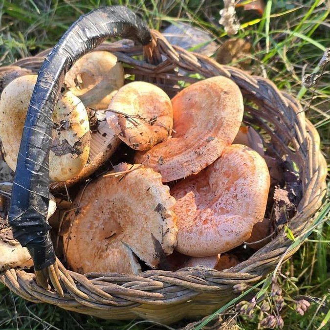 "L'octubre mullat, assolellat i fred, fa sortir el bolet".

"Quan l'octubre és arribat, sembra el sègol, l'ordi i el blat".

"Quan l'octubre és arribat, ten el camp ben afemat".

"Si l'octubre és fred, no tinguis animals al descobert".

"Octubre acabat, mosca i mosquit enterrat".