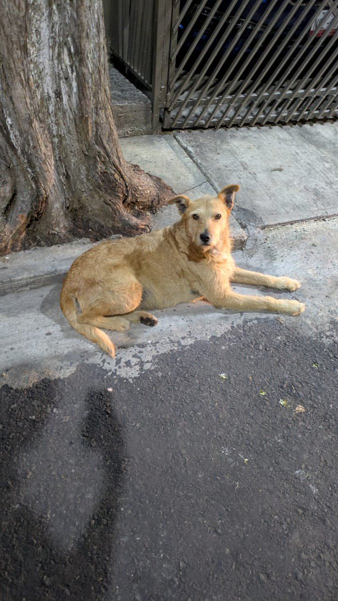 gabrielintica's tweet image. Hola, @PaseosdeTaxquea, este perrito se los acercó, muy amigable, y creemos que está perdido, ¿podrían darle RT por si lo andan buscando? Se quedó echadito a la entrada de un edificio en Paseo de los Cipreses: