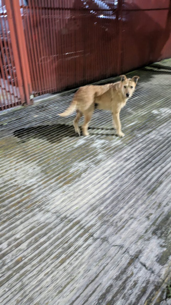 gabrielintica's tweet image. Hola, @PaseosdeTaxquea, este perrito se los acercó, muy amigable, y creemos que está perdido, ¿podrían darle RT por si lo andan buscando? Se quedó echadito a la entrada de un edificio en Paseo de los Cipreses: