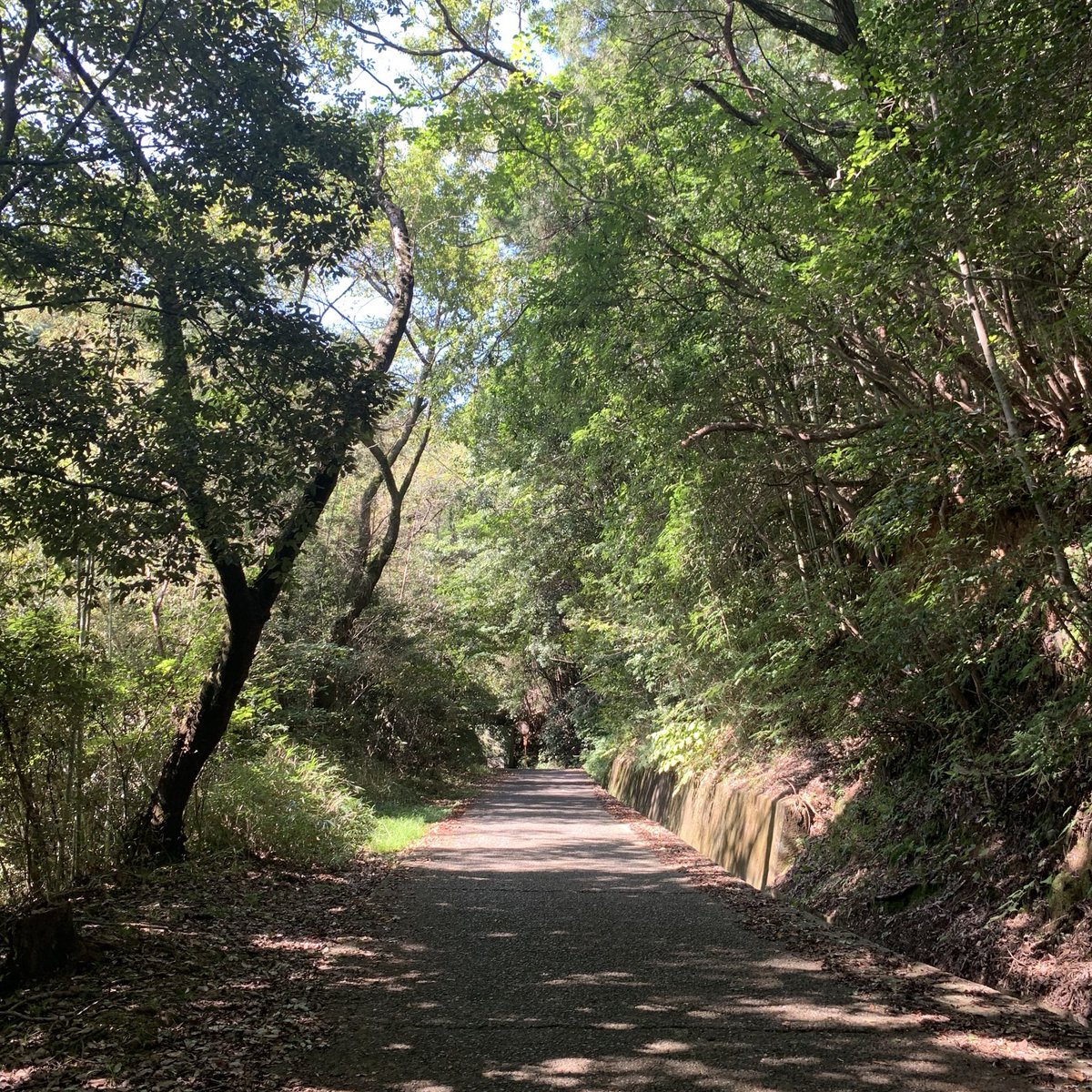 talk_over_'s tweet photo. 100年ほど前の冬の雨の日に自由律俳人・種田山頭火が歩いたであろう山道を、秋の晴れた日にひとり歩いています。ちょっと見学、くらいのつもりだったので、軽装&amp;手ぶらで来ちゃったんですが、思ったより山道です。 https://t.co/zR4mpK0eCM