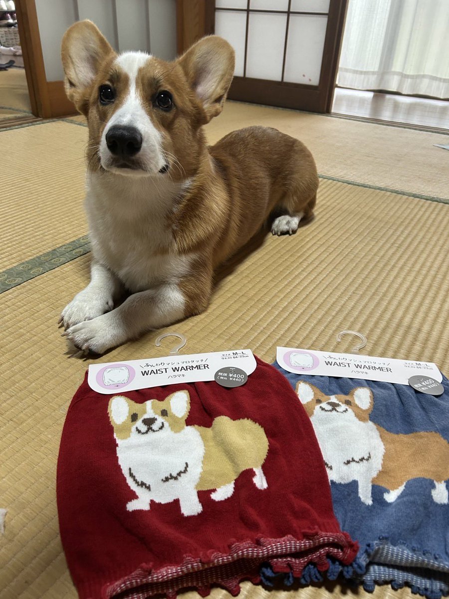 買い占めて来た(5枚ね)けど私の腹回りには小さい…ゴフッ #illusie300