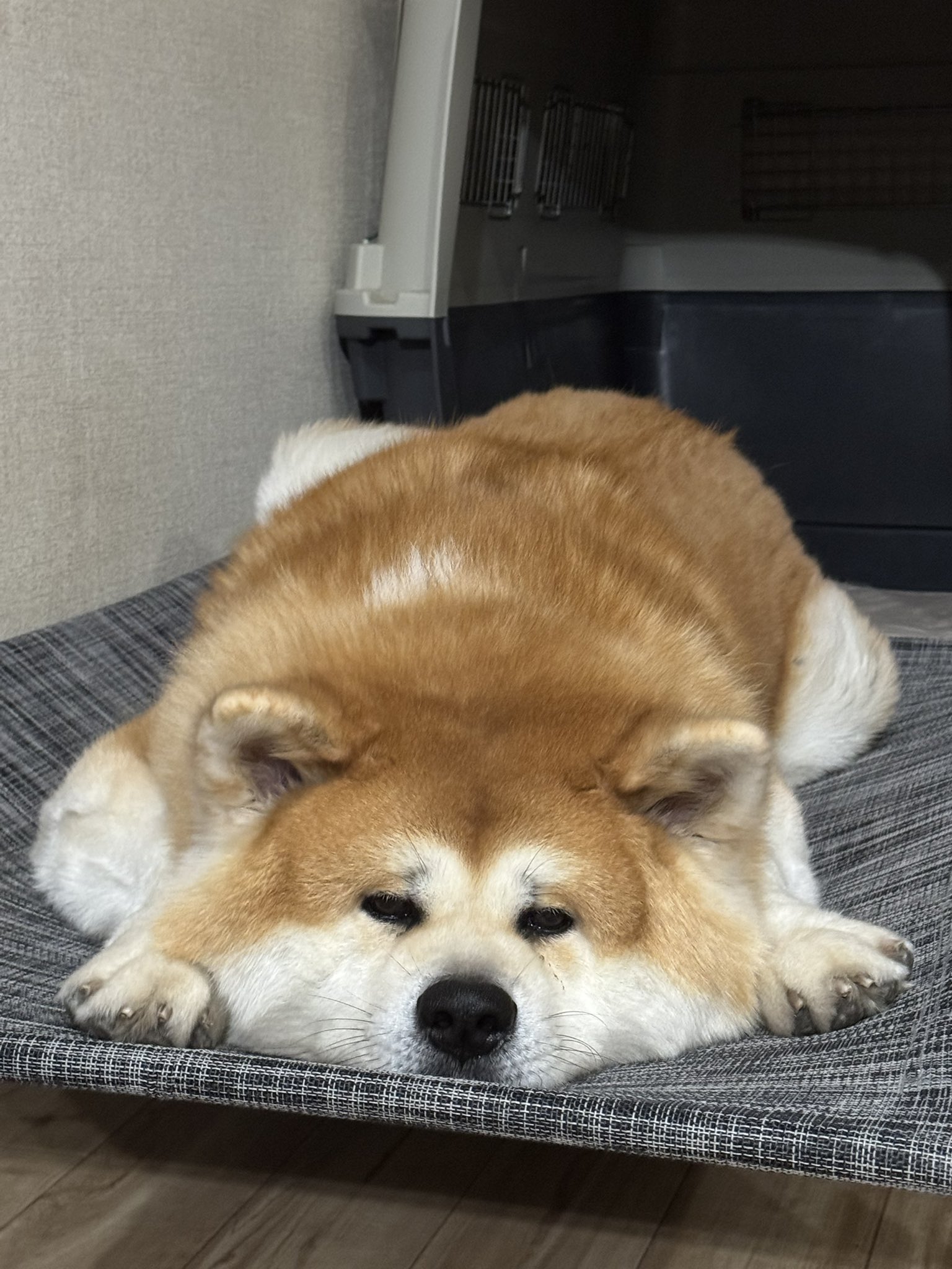 秋田犬★ 続.権現堂散歩🐺 #あきたいぬ#あきたいぬぐらむ #秋田犬#秋田犬