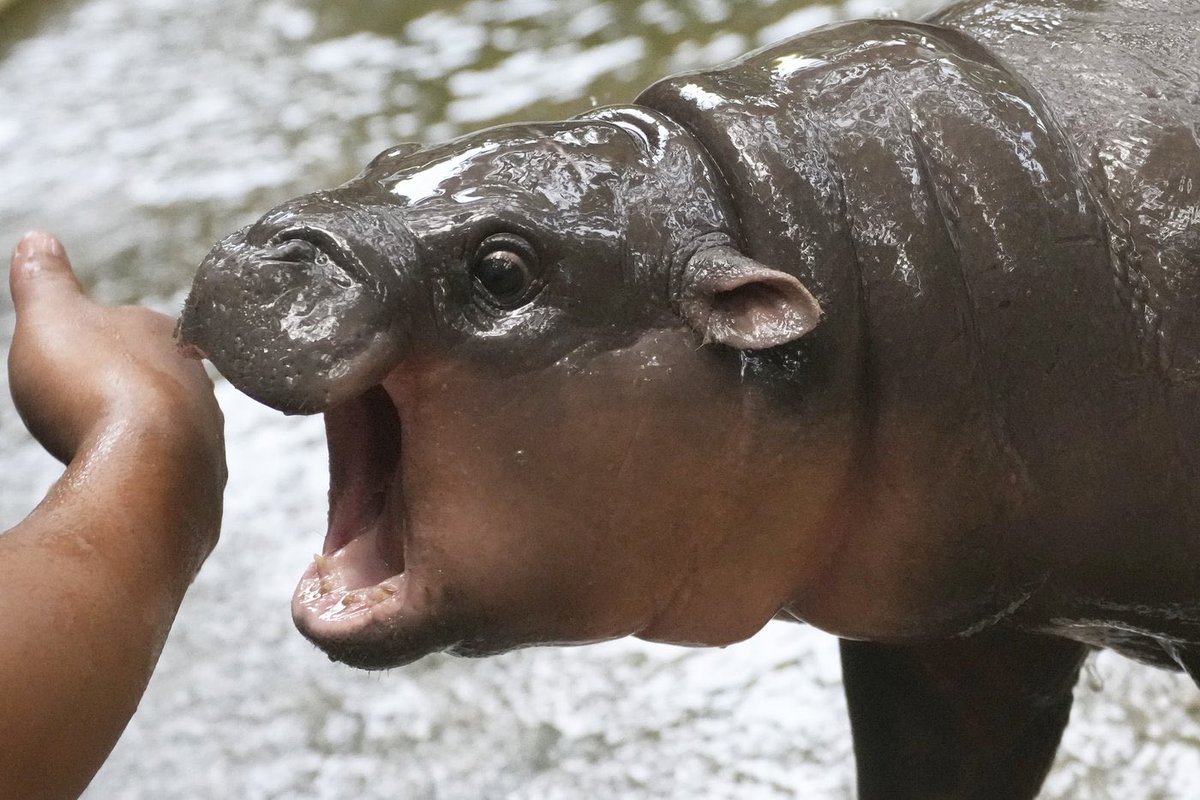 MooDengSOL's tweet photo. October is here, or should we say - Mootober 🧡🦛 https://t.co/iMe2VC9zht