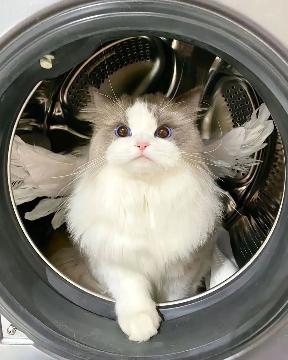 ‧₊˚🐈💗Youtube Premium 30 วัน☁️🎧

ꔛ ไม่ต่อเมล 20฿
ꔛ ต่อเมล 70฿
เมลร้าน +10฿

ᯅ̈ ไม่มีโฆษณากวนใจ
ᯅ̈ ล็อคหน้าจอ เพลงไม่ดับ
ᯅ̈ มีแจ้งเตือนก่อนวันหมดอายุ

#ยูทูปพรีเมี่ยมราคาถูก #หารยูทูปพรีเมี่ยม #youtubepremiumราคาถูก #หารYouTubePremiumราคาถูก #หารyoutubeราคาถูก #ไลน์ล่ม