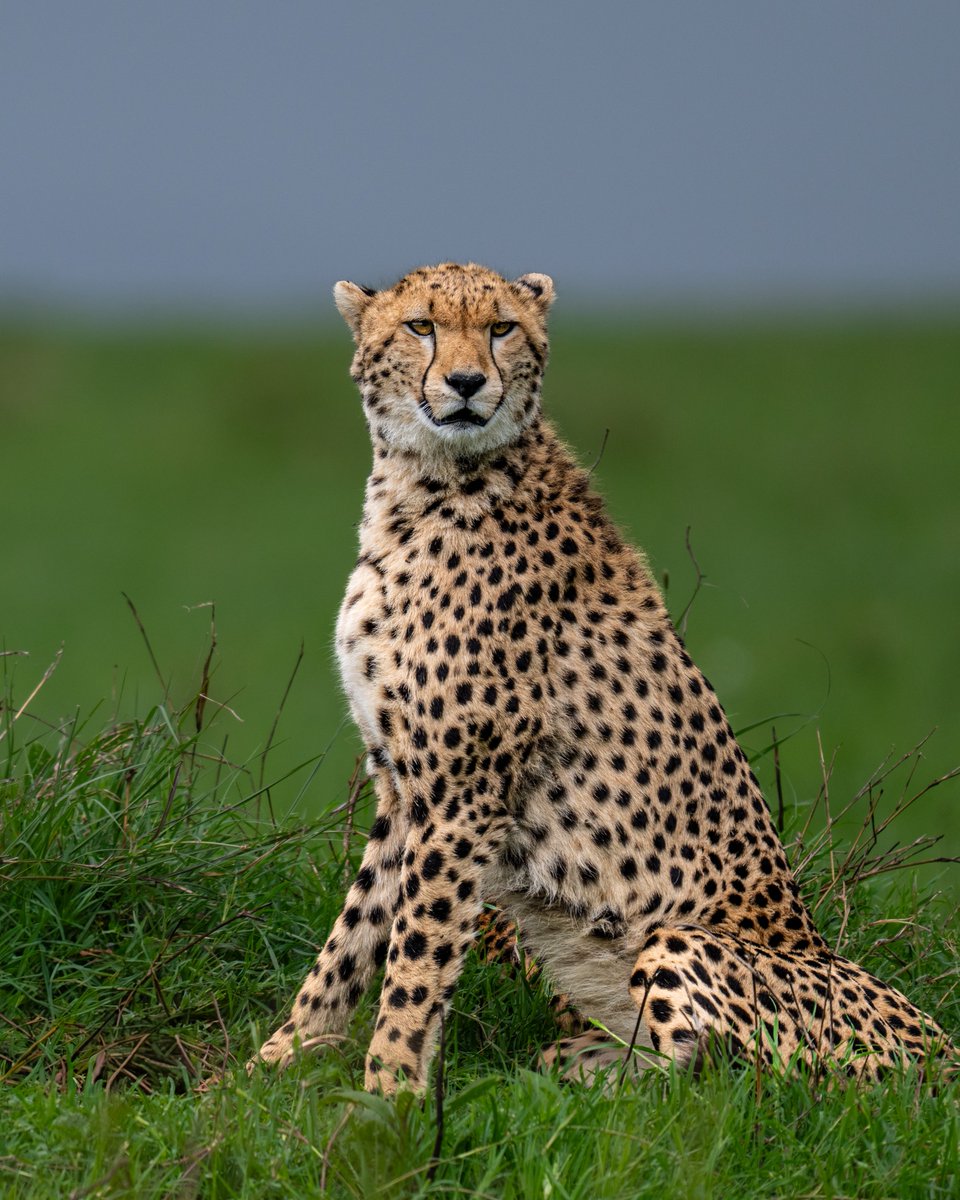 NikonIndia's tweet image. Grace in stillness, power in motion—the cheetah reigns supreme.

Captured by #NikonCreator Bibin Sebastian (@dotgreen_channel).

Nikon Z 9, NIKKOR Z 180-600mm f/5.6-6.3 VR

For information on products, offers and more, visit nikon.co.in

#Nikon #NikonIndia #NIKKOR
