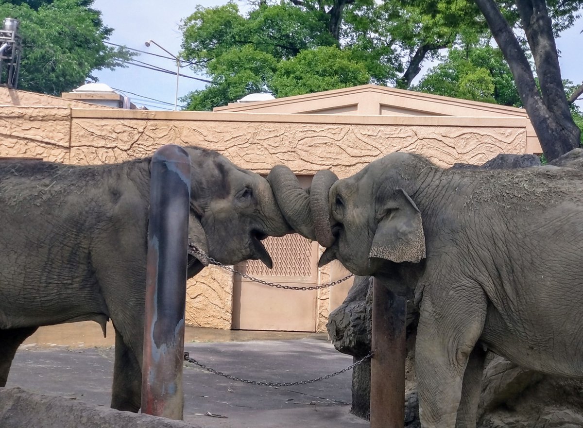 HitachiCity_Zoo's tweet image. ïŒã¿ããªã®åç©åçå± å
¥è³äœåçºè¡šïŒïŒ
倧è³ã¯ã©ã®åçã«ïŒïŒ
äžèšURLããã芧ãã ããã
ãŸãæ¬æ¥ããã©ãã¶ã€è³æé€šã«ãŠå
¥è³äœåã®æ²ç€ºãè¡ã£ãŠãããŸããå
šå¿åäœåã®ã¢ãã¿ãŒç޹ä»ãè¡ã£ãŠãããŸãã®ã§ããæ¥åã®éã¯ãã²ãç«ã¡å¯ããã ããã
ïŒãã¿ãåç©å
city.hitachi.lg.jp/zoo/event/1017âŠ