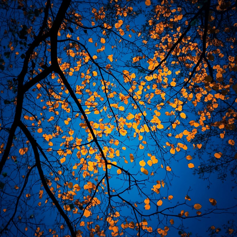 MarisNova_Art's tweet photo. Tree branch
A digital photo depicting a dramatic, static composition looking out over a tree branch
#photography #art #design #designer #digitalart #vibes #digital #ai #aiart #nft #interactiveart #treebranch https://t.co/4XfOKgyLtE