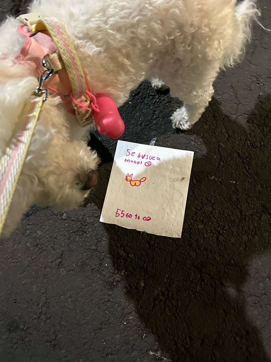 becilse's tweet photo. Paseando a mi perrita me encontré con estos cartelitos…
¿Pero cómo buscamos a Manolo? 😭😭😭 https://t.co/YFrOALzOqo