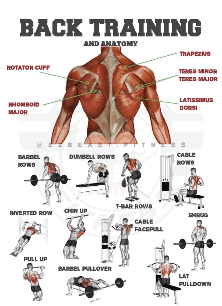 FitnessGuide0's tweet photo. Back Training https://t.co/QhDfvDjYz8