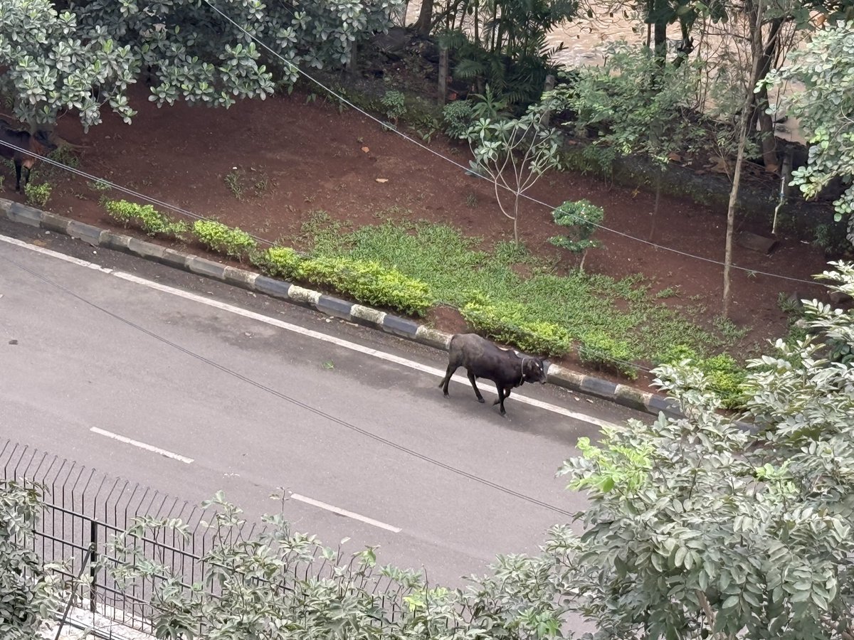 ⁦<a href="/PanvelCorp/">Panvel Municipal Corporation</a>⁩ now the cows are roaming the streets of Kharghar .Sector 6 . Is it your idea of #ViksitBharat. This is really sorry when our respected PM ⁦<a href="/narendramodi/">Narendra Modi</a>⁩ ji is trying so hard but ground level support is zero ⁦<a href="/Dev_Fadanvis/">Devendra Fadnavis Fan</a>⁩ ji #navimumbai