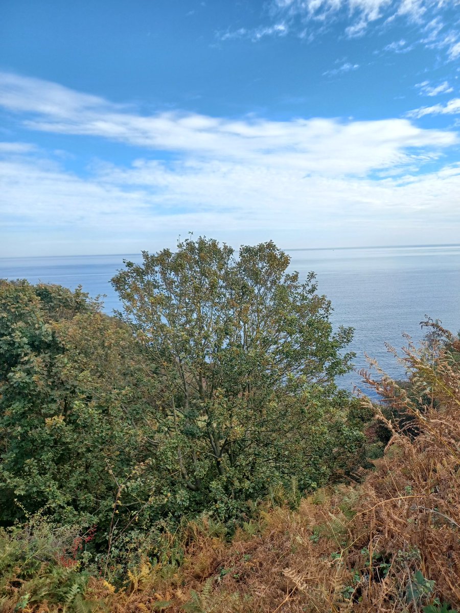 Long Nab Birder🇺🇦 (@addeynick) on Twitter photo Another failed attempt to find anything in the gullies yesterday but did manage a patch first...BASKING SHARK sailed south mid-morning. A ringtail Hen Harrier north over the sea was a bonus.
#longnab #Scarborough
<a href="/nybirdnews/">NorthYorksBirdNews</a> Another failed attempt to find anything in the gullies yesterday but did manage a patch first...BASKING SHARK sailed south mid-morning. A ringtail Hen Harrier north over the sea was a bonus.
#longnab #Scarborough
<a href="/nybirdnews/">NorthYorksBirdNews</a>